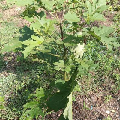 පාසලේ වගා භූමිය